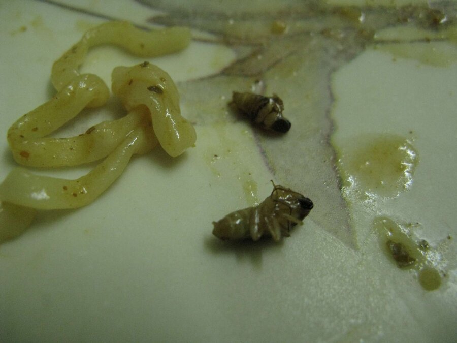 [Resolved] Top Ramen Noodles, Nissin Foods — Bug found in Noodle Packet